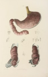 Disposition and structure of the Mucous Membrane of the Alimentary Canal