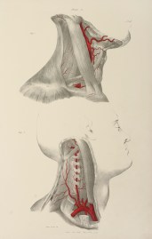 [VASCULAR] External Carotid Artery