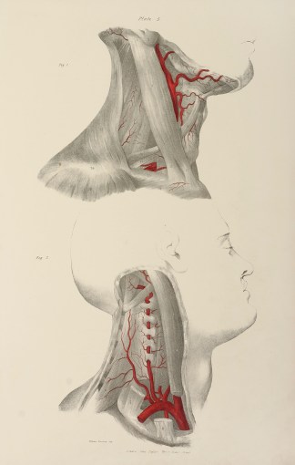 [VASCULAR] External Carotid Artery Anatomical Quain & Wilson