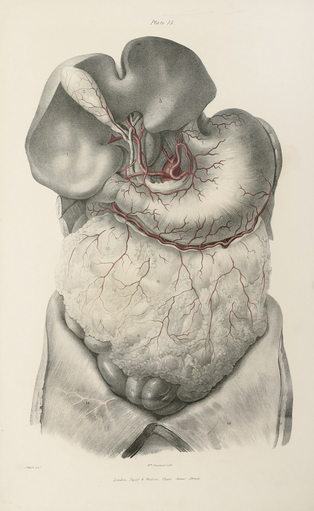 Arteries of the Liver and Stomach. - Antique Print from 1838