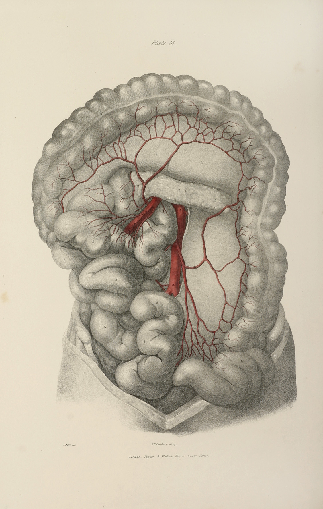 Inferior Mesenteric Artery - Antique Print from 1838