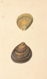 Cardium Norvegicum Shells, Coral, Sea plants etc Cardium Norvegicum