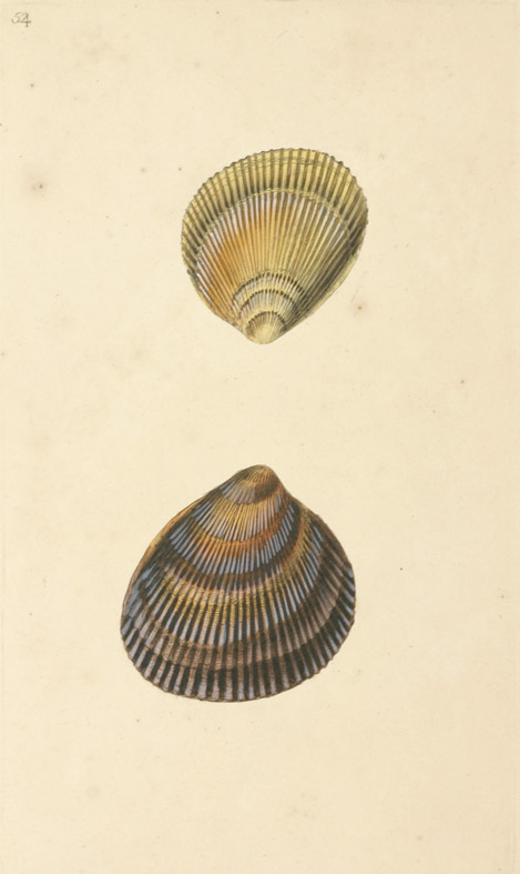 Cardium Norvegicum - Antique Print from 1790