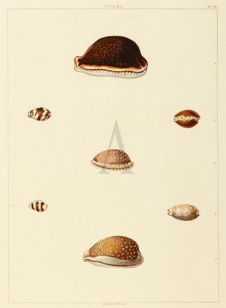 Cypraea Shells & Coral