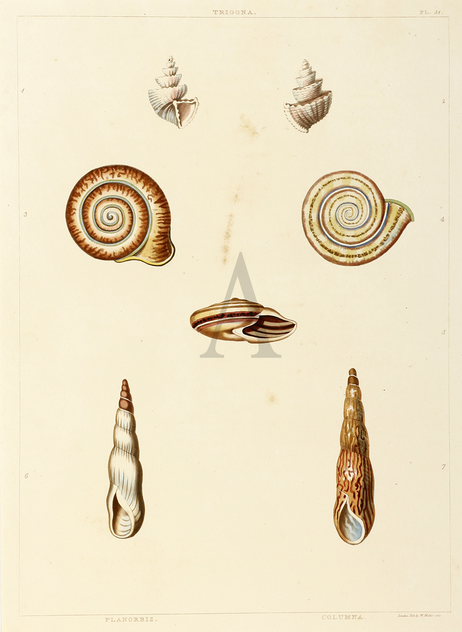 Trigona, Planorbis, Columna - Antique Print from 1810