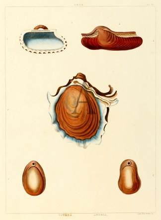 Arca elegans. Arca Rubra. Ostrea dentata Shells & Coral