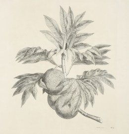 A branch of the bread-fruit tree with the fruit.