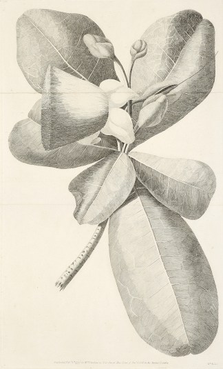 [Plant used at Otaheite to catch fish by… Captain Cook