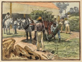 Unloading and Stacking Sugar Cane. General - Australiana