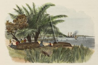 Cocoa-Nut Palms, Thursday Island. Acquisitions Maps & Prints