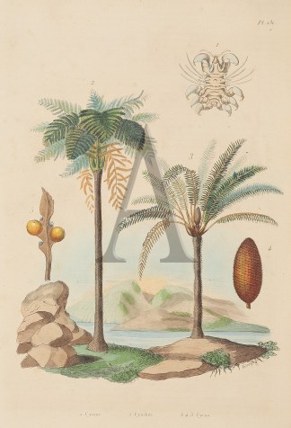 1. Cyame. 2. Cyathee. 3.4.5. Cycas. BOTANICALS