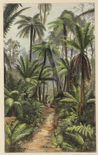 Ein Farnwald in Victoria, Australien. Australian - General