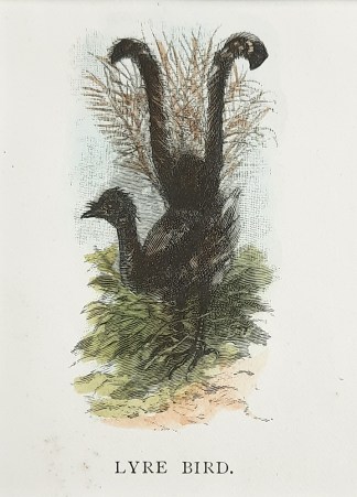 Lyre Bird. Australian