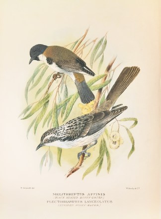 BLACK HEADED & STRIPED HONEYEATER Australian