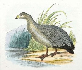 [Cape Barren Goose] Cereopsis Goose.