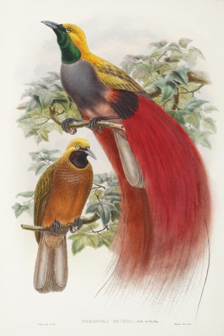 Paradisea Decora. Grey-Chested Bird of P… The Birds of New Guinea