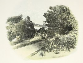 Botanical Gardens, Sydney. NSW - Sydney