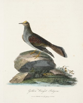 Golden Winged Pidgeon. sic Australian