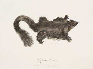 Hepoona Roo. Australian - General