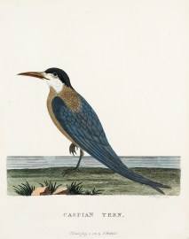 Caspian Tern.