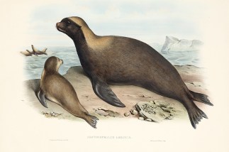 Arctocephalus lobatus. Australian - General