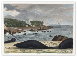 Nouvelle-Hollande: Ile King. L'Elephant-Marin ou Phoque A Trompe. Vue de la Baie des Elephants.