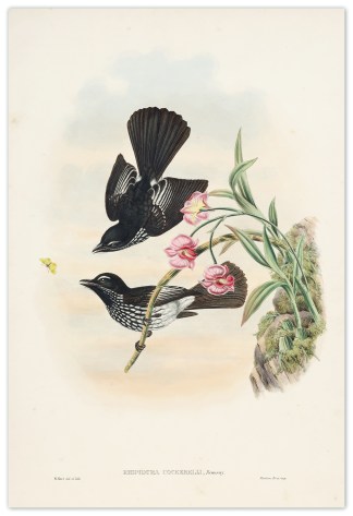 Rhipidura cockerelli. Cockerell’s … The Birds of New Guinea