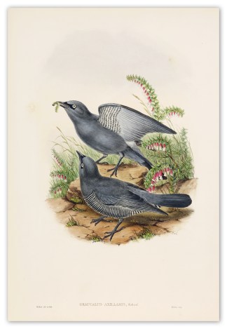 Graucalus axillaris. Bruijn’s cuck… The Birds of New Guinea