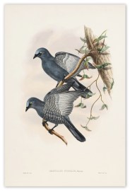 Graucalus pusillus. Ramsay's cuckoo-shrike
