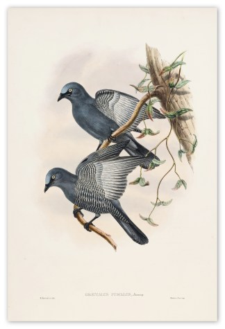 Graucalus pusillus. Ramsay’s cucko… The Birds of New Guinea