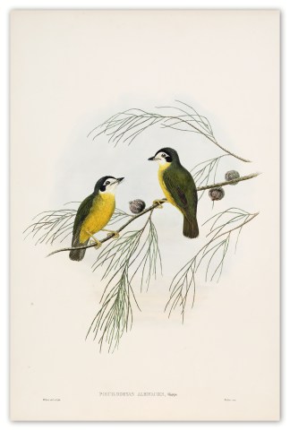 Poecilodryas albifacies The Birds of New Guinea