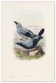 Edoliisoma montanum. Mount arfak cuckoo-shrike.