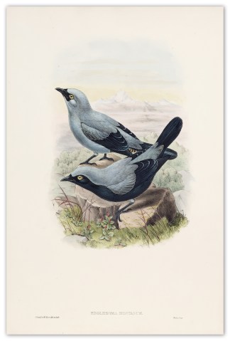 Edoliisoma montanum. [Mount arfak cuckoo… The Birds of New Guinea