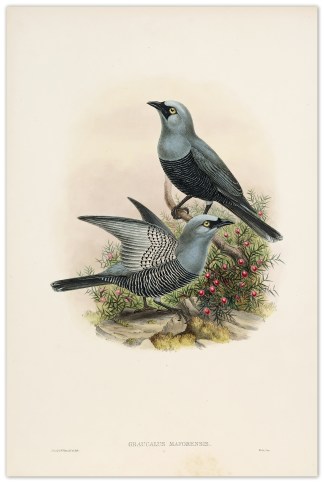 Graucalus maforensis. Mafoor-Island cuck… The Birds of New Guinea