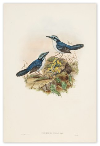 Todopsis grayi. Gray’s Todopsis. The Birds of New Guinea