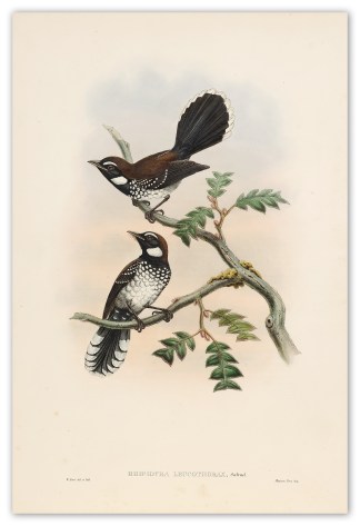 Rhipidura leucothorax. White-breasted fa… The Birds of New Guinea