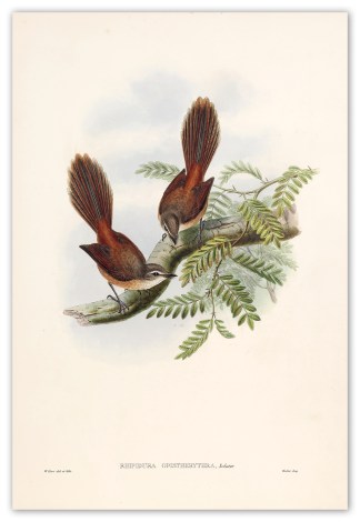 Rhipidura opistherythra. Larat fantail f… The Birds of New Guinea
