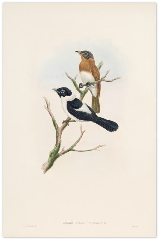 Arses telescophthalmus. Frilled-necked f… The Birds of New Guinea