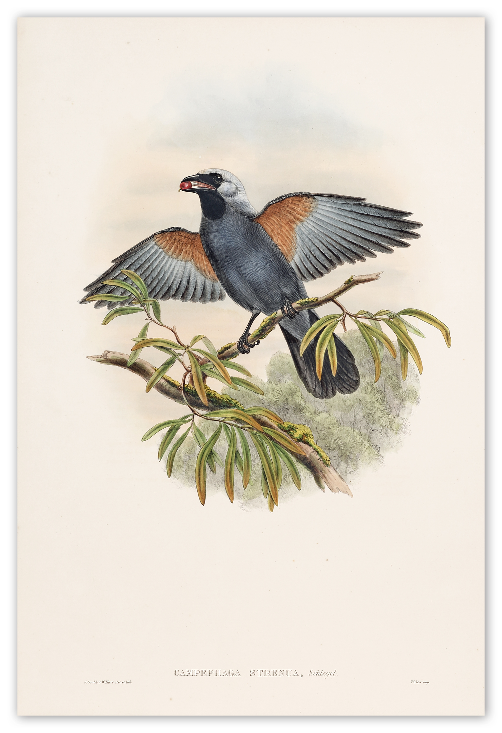 Campephaga Strenua. Blue-grey campephaga. - Antique Print from 1875