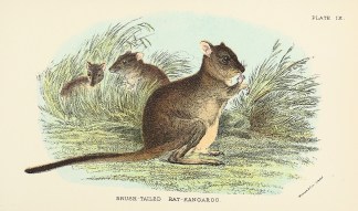 Brush-Tailed Rat-Kangaroo ANIMALS