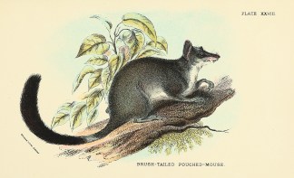 Brush-Tailed Pouched Mouse Australian - General