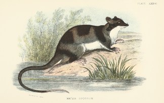 Water Opossum ANIMALS
