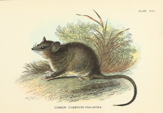 Common Dormouse-Phalanger Australian - General