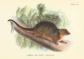 Common Ring-Tailed Phalanger ANIMALS