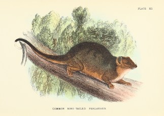 Common Ring-Tailed Phalanger Australian - General