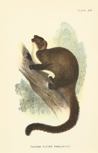 Taguan Flying Phalanger Australian - General