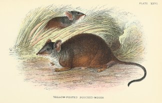 Yellow-Footed Pouched Mouse Australian - General