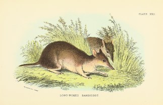 Long nosed Bandicoot Australian - General