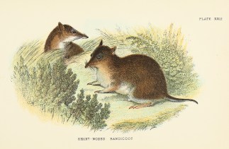 Short-Nosed Bandicoot Australian - General