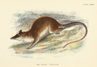 Rat-Tailed Opossum General / Global